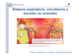 Sistema respiratorio, circulatorio y excretor en animales