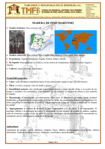 madera de pino marítimo - Tableros y Molduras Félix Bermejo, SL