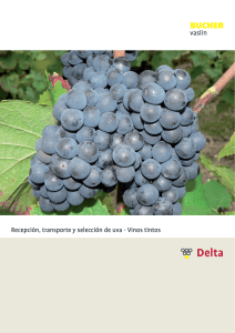 Recepción, transporte y selección de uvas para vinos tintos