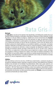 Biología La rata gris es una de las tres especies más