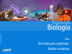 Biomoléculas orgánicas: Ácidos nucleicos