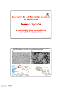 transcripción - Genética Molecular