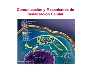 Comunicación Celular y Mecanismos de Señalización - U