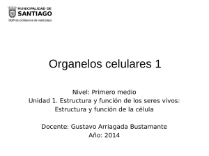 Organelos celulares 1