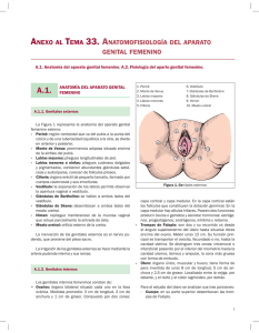 ANEXO Anatomofisiología del aparato genital