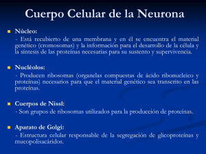 Cuerpo Celular de la Neurona
