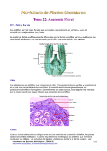 Tema 22: Anatomía Floral