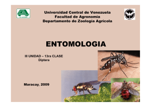 III Unidad - 13ra Clase Diptera - Universidad Central de Venezuela