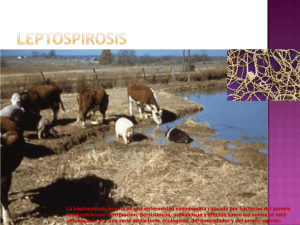 La Leptospirosis bovina es una enfermedad cosmopolita causada
