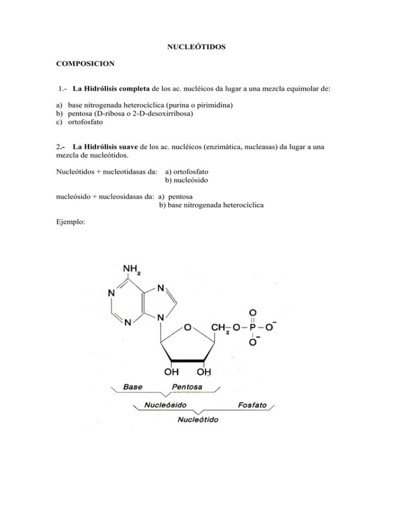 Estructura del material genético