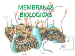 membranas biologicas - alumnosmedicinaunahvs