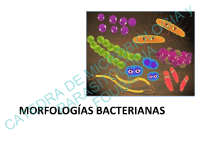 morfologia bacteriana