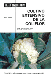 Técnicas del cultivo de coliflor
