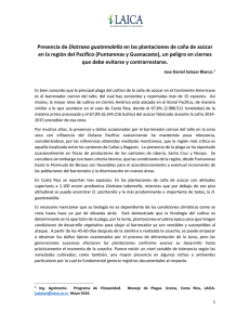 Presencia de Diatraea guatemalella en las plantaciones de