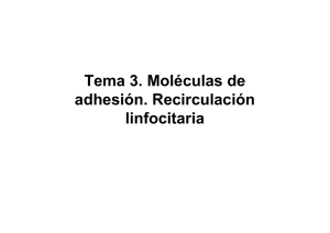 Tema 3. Moléculas de adhesión. Recirculación linfocitaria