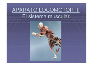 APARATO LOCOMOTOR II: El sistema muscular
