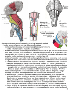 decusación de los pirámides - Anatomia y Embriologia