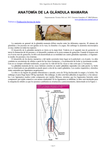 anatomía de la glándula mamaria