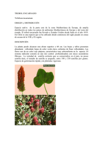 TREBOL ENCARNADO Trifolium incarnatum ORIGEN y