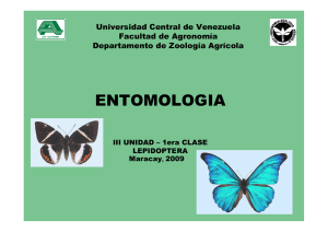 Entomologia - 3era Etapa - Lepidoptera 2009