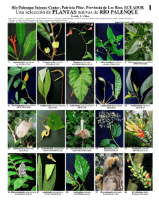 Una selección de PLANTAS nativas de RÍO