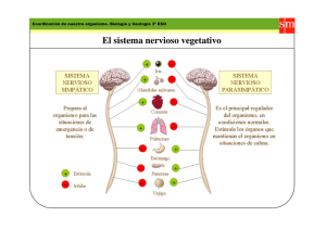 El sistema nervioso vegetativo