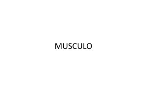 MUSCULO