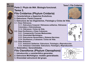 Tema 3. Filo Cnidarios - OCW