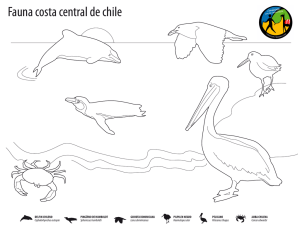 Fauna de la costa de Chile Central