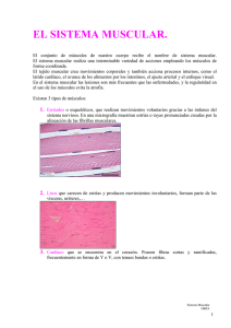 el sistema muscular - BIOCHEMIApuntesdermedelparaTODOS