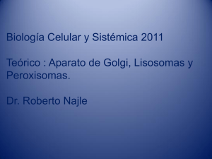 Aparato de Golgi, Lisosomas y peroxisomas