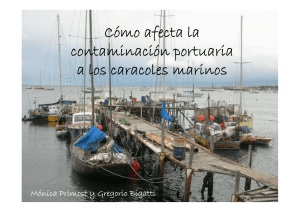 Cómo afecta la contaminación portuaria a los caracoles marinos