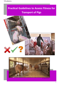 Practical Guidelines to Assess Fitness for Transport of Pigs