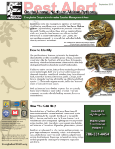 North African Python Brochure