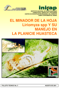 EL MINADOR DE LA HOJA Liriomyza spp Y SU MANEJO EN LA