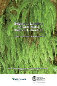 Helechos y Lycófitos de Santa María (Boyacá, Colombia)