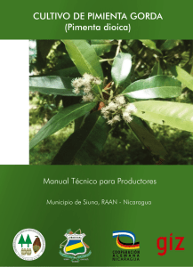 Manual técnico para productores - Cultivo de la Pimienta Gorda, 2012