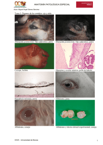 Tema 5. Órganos de los sentidos: ojo y oído Alteración postmortem