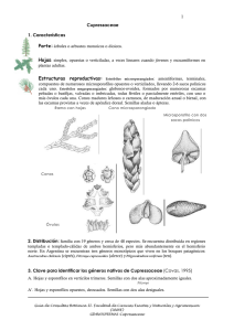 Cupressaceae 1. Características 3. Clave para identificar los