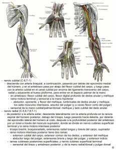 - nervio cubital (C-8,T-1) - desciende con arteria braquial, a
