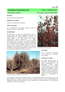 PDF ficha de diagnóstico - Ministerio de Agricultura, Alimentación y