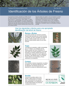 Identificación de los Árboles de Fresno