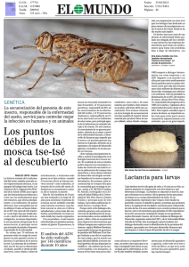 Los puntos débiles de la mosca tse