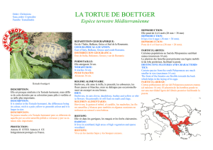la tortue de boettger - La Vallée des Tortues
