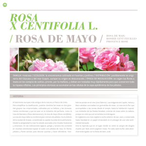 ROSA X CENTIFOLIA L. / ROSA DE MAYO / ROSA DE MAIG