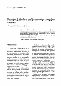 Diagnóstico de Clavibacter michiganense subsp. sepedonicum