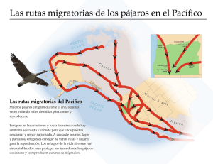 Las rutas migratorias de los pájaros en el Pacífico