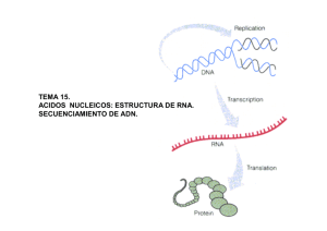 TEMA 15. ACIDOS NUCLEICOS: ESTRUCTURA DE RNA