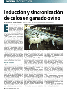 Inducción y sincronización de celos en ganado ovino