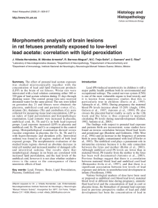 Morphometric analysis of brain lesions in rat fetuses prenatally